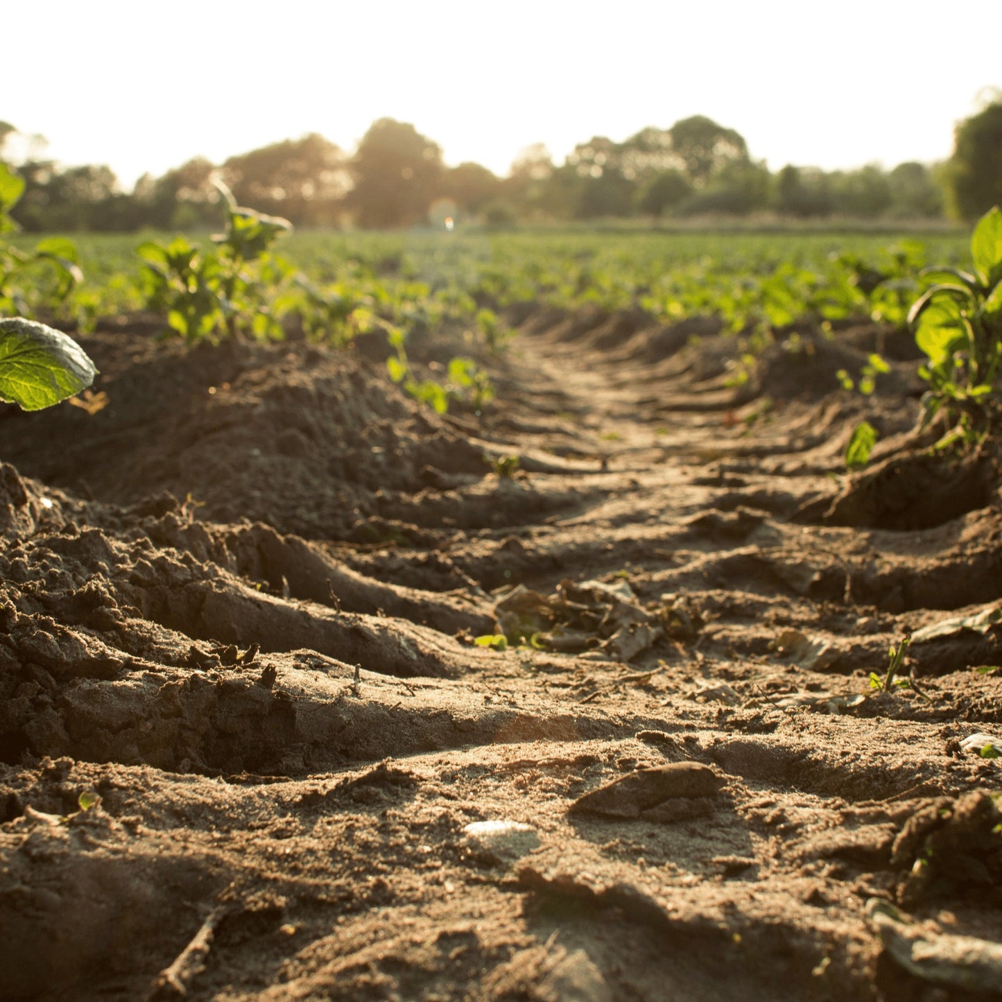 The Microbes In Our Soil