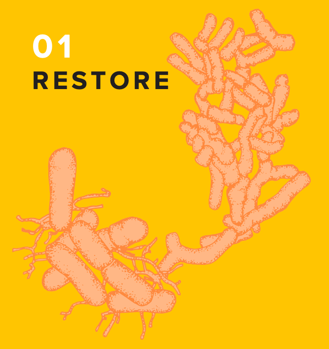 Illustration of pink probiotic bacteria-like shapes and bold black and white “01 Restore” text on a bright yellow background, highlighting the gut health benefits of this prebiotic supplement.